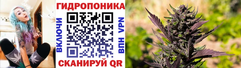 Купить закладки  Нефтегорск  Шишки марихуана сатива 